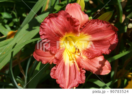 ヘメロカリス 90783524