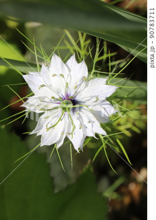 日本の春の庭に咲く白いニゲラの花 日本の春の庭に咲く白いニゲラの花 90783711