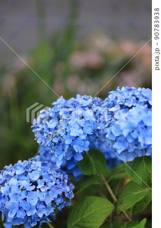 アジサイ 0576 アジサイ 0576 90783938