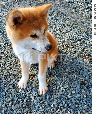 散歩中にちょっと休憩する秋田犬 散歩中にちょっと休憩する秋田犬 90783949