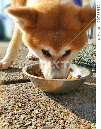 飼い主の視線が気になる、食事中の秋田犬 飼い主の視線が気になる、食事中の秋田犬 90783950