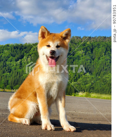 散歩中にちょっとひと休み、秋田犬 散歩中にちょっとひと休み、秋田犬 90783951