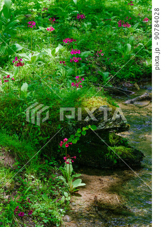 奥日光　千手ヶ浜　クリンソウ 90784028