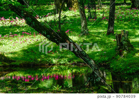 奥日光 千手ヶ浜 クリンソウ 奥日光 千手ヶ浜 クリンソウ 90784039