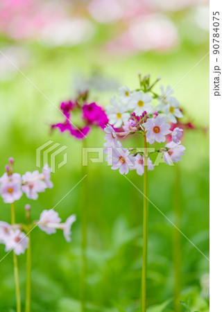 奥日光 千手ヶ浜 クリンソウ 奥日光 千手ヶ浜 クリンソウ 90784075