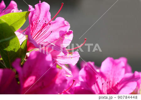 ツツジの花 90784448