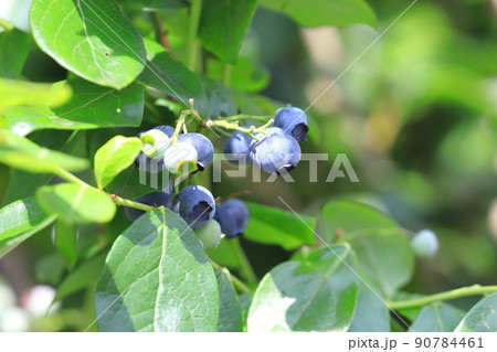 黒く熟したブルーベリーの実 90784461