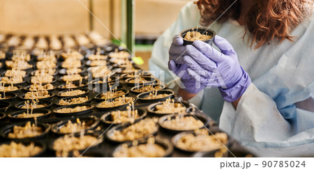 Close up of woman hands in garden gloves holding plastic container with plant sprouts growing in soil sponge plug. Female gardener standing by shelf with seedling trays in greenhouse. 90785024