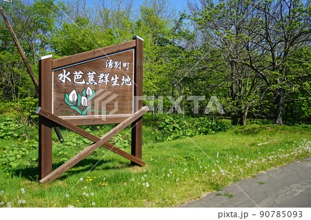 北海道　サロマ湖の水芭蕉群生地 90785093