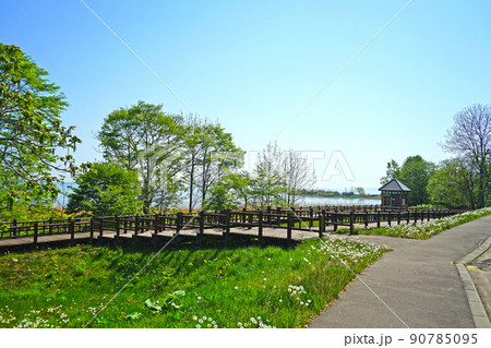 北海道　サロマ湖の水芭蕉群生地 90785095