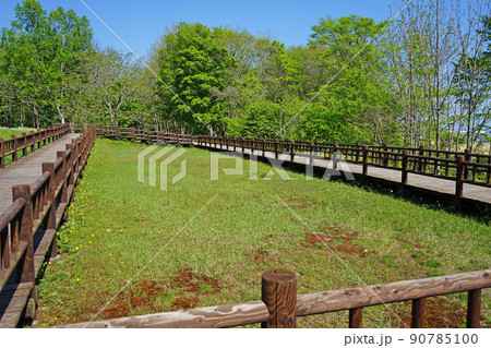 北海道　サロマ湖の水芭蕉群生地 90785100