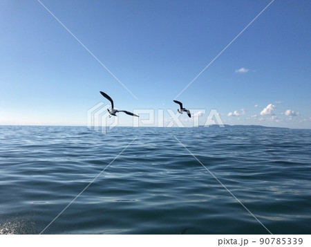 仲良く飛んでいる2羽のカモメ 90785339