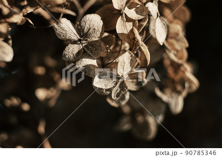 Dried hydrangea petals in sunlight close up. Beautiful dry flowers on black background. Stylish poster, soft focus 90785346