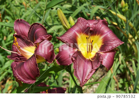 ヘメロカリス 90785532