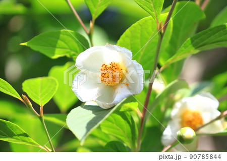 可憐な夏椿(ナツツバキ)の花 可憐な夏椿(ナツツバキ)の花 90785844