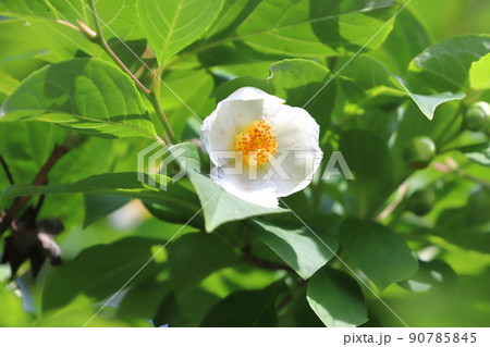 可憐な夏椿(ナツツバキ)の花 可憐な夏椿(ナツツバキ)の花 90785845