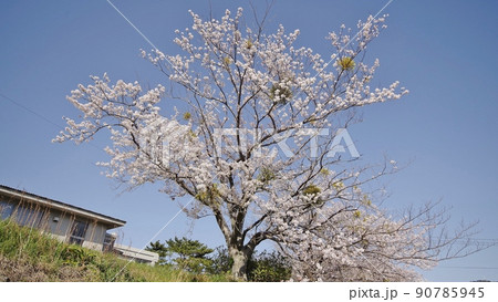 春の阿武川河口 90785945