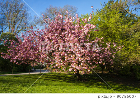 Japanese cherry blossom in spring Japanese cherry blossom in spring 90786007