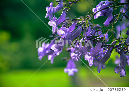 宮崎県日南市のジャカランダ 90786239
