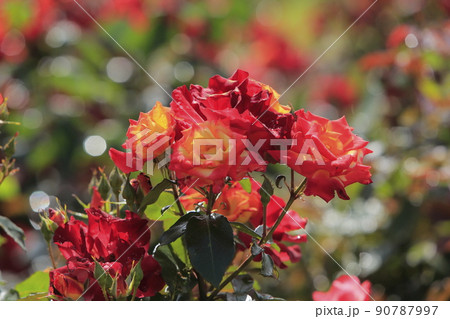 荒尾市 おもやい市民花壇 バラの花、 荒尾市 おもやい市民花壇 バラの花、 90787997