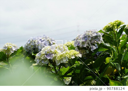 梅雨空に咲き誇る満開の紫陽花の花 茨城県二本松寺あじさいの杜の風景 アップ・イメージ 梅雨空に咲き誇る満開の紫陽花の花 茨城県二本松寺あじさいの杜の風景 アップ・イメージ 90788124