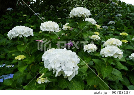 梅雨空に咲き誇る満開の紫陽花の花 茨城県二本松寺あじさいの杜の風景 イメージ 梅雨空に咲き誇る満開の紫陽花の花 茨城県二本松寺あじさいの杜の風景 イメージ 90788187