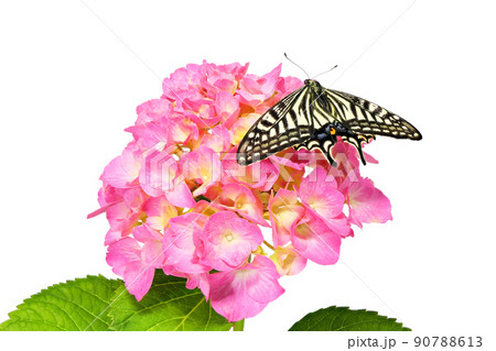 【紫陽花とアゲハ蝶】 (深度合成) 【紫陽花とアゲハ蝶】 (深度合成) 90788613