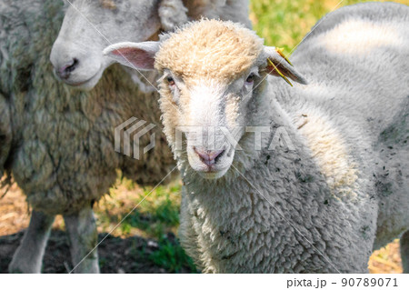北海道恵庭市、あどけない顔の子羊【6月】 90789071