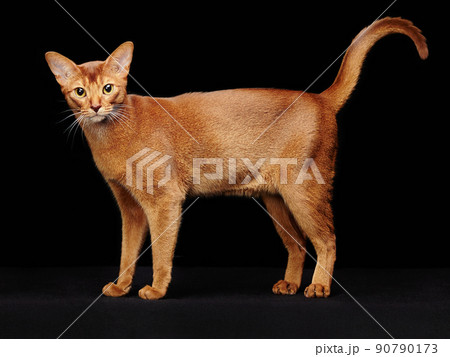 Portrait of beautiful young abyssinian cat 90790173