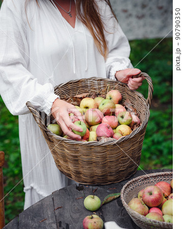 middle-aged woman picks apples in the garden. 90790350