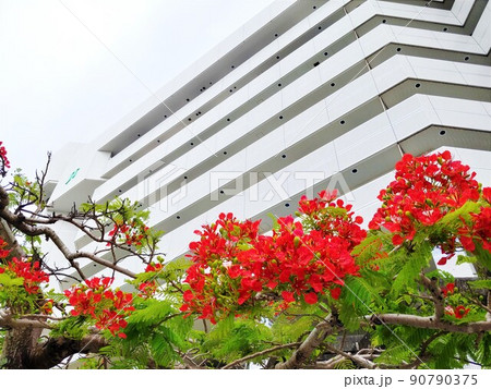 鳳凰木4 沖縄 鳳凰木4 沖縄 90790375