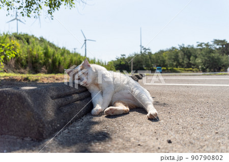 くつろぐ猫 くつろぐ猫 90790802