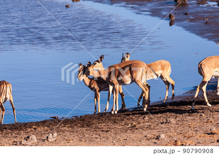 Restless Impalas near a waterhole 90790908