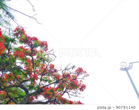 鳳凰木7　沖縄 90791140