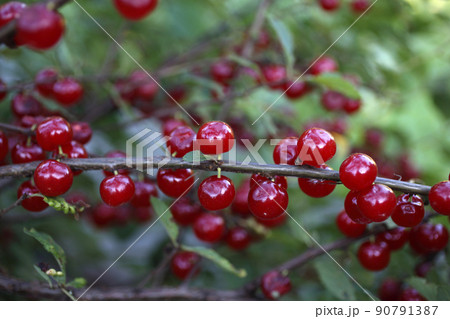 Growing Nanking cherry 90791387