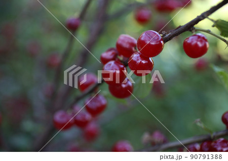 Growing Nanking cherry 90791388