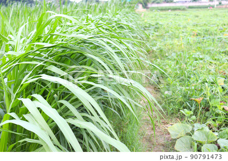 grass farm for animal food grass farm for animal food 90791473