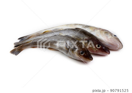 Saffron cod Saffron cod 90791525