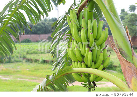 raw banana bunch on tree in firm 90791544