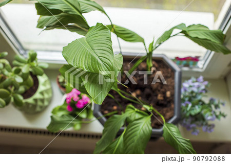 Home plants spathiphyllum on the windowsill by the window Home plants spathiphyllum on the windowsill by the window 90792088