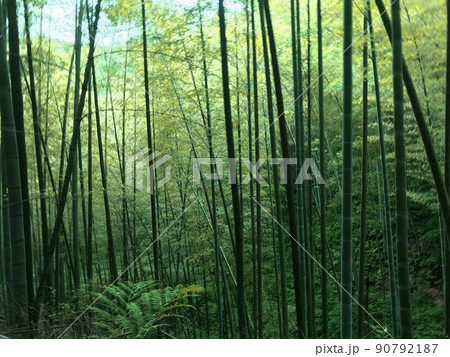バンブー 青竹 竹 90792187