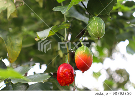 Ivy Gourd on tree in nature Ivy Gourd on tree in nature 90792350
