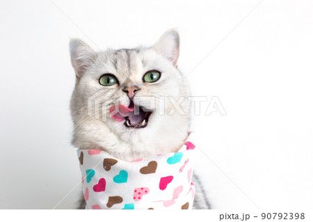 A cute white cat, licks its muzzle with its tongue, sits on a white background with a bib in hearts. 90792398