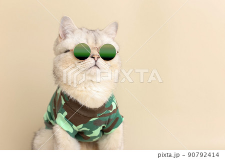 A portrait of cute stylish cat in sunglasses and a military-style T-shirt, on a beige background A portrait of cute stylish cat in sunglasses and a military-style T-shirt, on a beige background 90792414