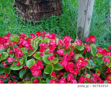 ベゴニアの花2 ベゴニアの花2 90792650