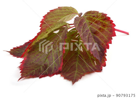 Boston ivy leaf 90793175