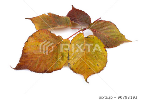 Autumn blackberry leaf 90793193