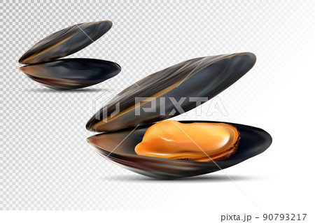 Realistic 3d Detailed Black Mussels Set Opened View. Mussel shell. Fresh Delicious Seafood for Restaurant. Vector illustration of Mussel Realistic 3d Detailed Black Mussels Set Opened View. Mussel shell. Fresh Delicious Seafood for Restaurant. Vector illustration of Mussel 90793217