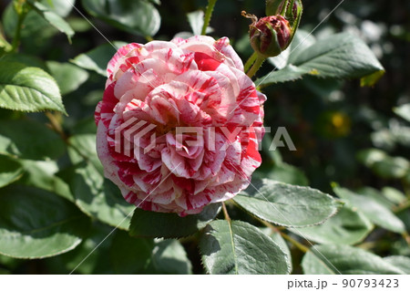 薔薇 センチメンタル 薔薇 センチメンタル 90793423