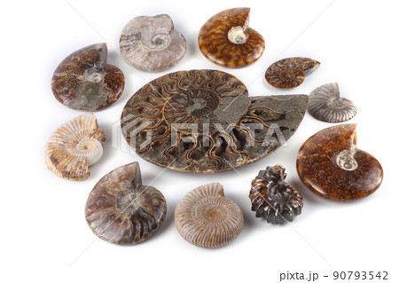 Ammonite half and different ammonites Ammonite half and different ammonites 90793542